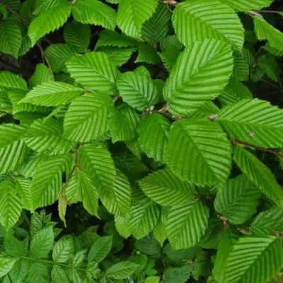 Граб  в Мозыре