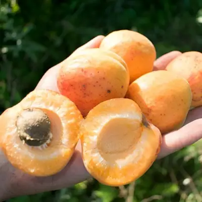 Абрикос ХАРГРАНД в Мозыре