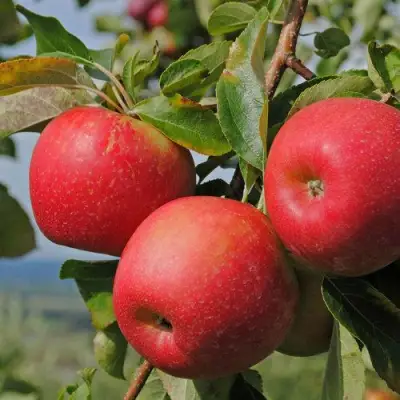 Яблоня ГАЛА МАСТ в Мозыре