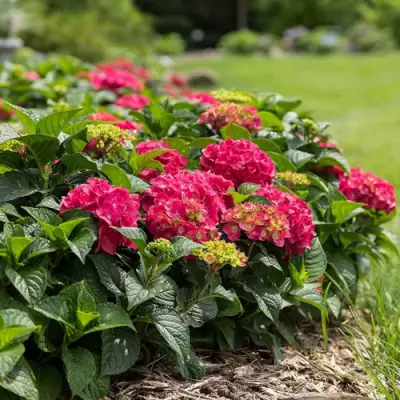 Гортензия ЭНДЛЕСС САММЕР ЛАВ крупнолистная в Мозыре