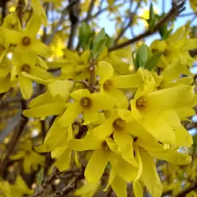 Форзиция ФОРЧУНА в Мозыре