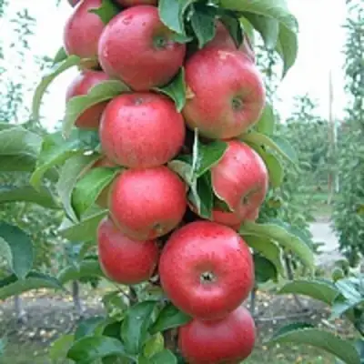 Яблоня АНТЕЙ КИЕВСКИЙ колонновидная в Мозыре