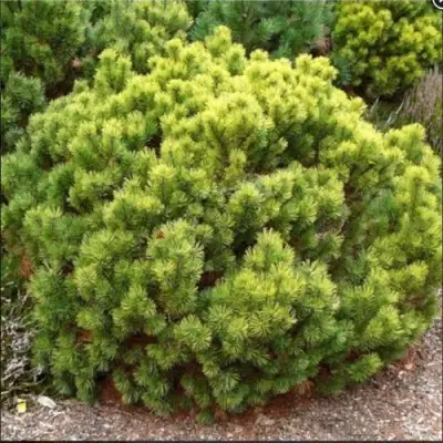 Ель ДАНС ДВАРФ обыкновення в Мозыре