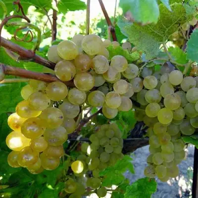 Виноград КРИСТАЛЛ в Мозыре