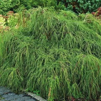 Кипарисовик ФИЛИФЕРА НАНА горохоплодный  в Мозыре