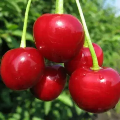 Дюк ПРЕВОСХОДНАЯ ВЕНЬЯМИНОВА в Мозыре