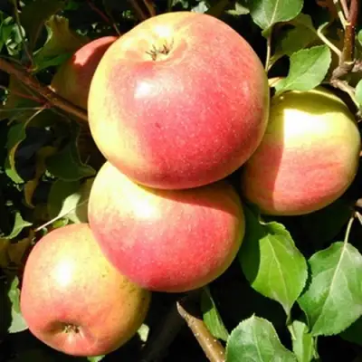 Яблоня ЭМБАССИ в Мозыре