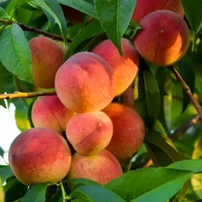 Персик ЗОЛОТОЙ ЮБИЛЕЙ в Мозыре