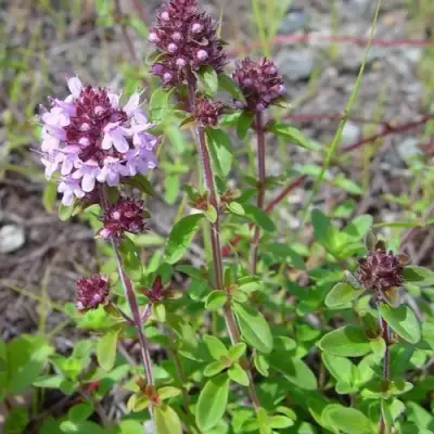 Тимьян яйцевидный в Мозыре