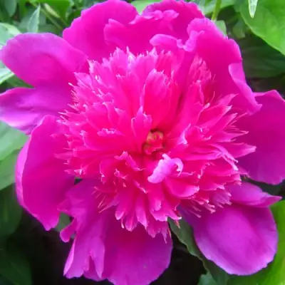 Пион РОЗОВЫЙ БУДДА травянистый в Мозыре