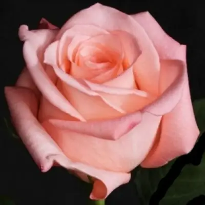 Роза АНГАЖЕМЕНТ чайно-гибридная в Мозыре