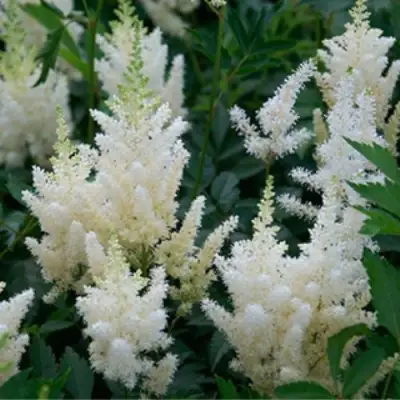 Астильба ХЭППИ ДЕЙ Арендса в Мозыре