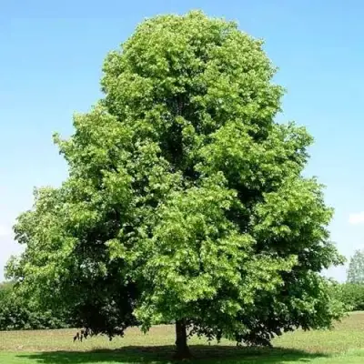 Липа мелколистная в Мозыре