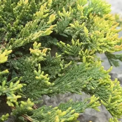 Можжевельник ГОЛДЕН КАРПЕТ горизонтальный  в Мозыре