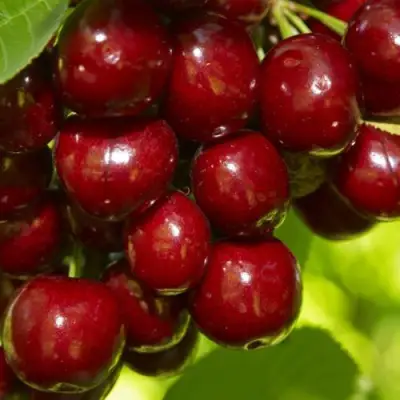 Черешня ВАЛЕРИЙ ЧКАЛОВ в Мозыре