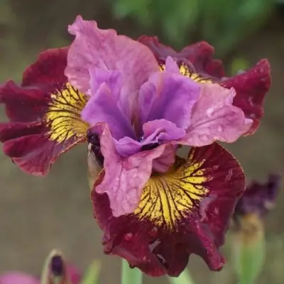 Ирис МИСС ЭППЛ сибирский в Мозыре