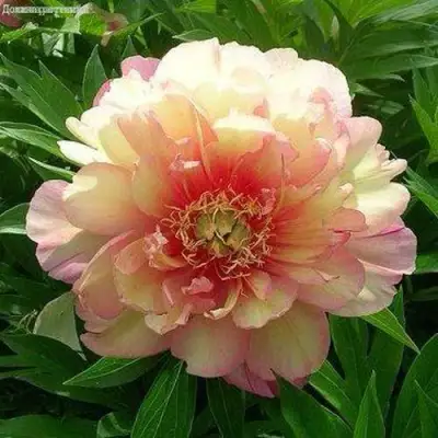 Пион ДЖУЛИЯ РОУЗ ито-гибрид в Мозыре