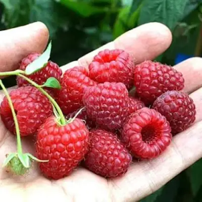 Малина ХИМБО-ТОП в Мозыре