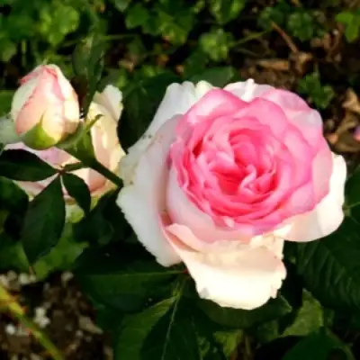 Роза ДОЛЬЧЕ ВИТА чайно-гибридная в Мозыре