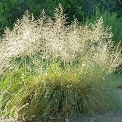 Каплесеменник воздушный в Мозыре