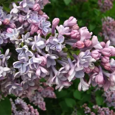 Сирень КОНДОРСЕ в Мозыре