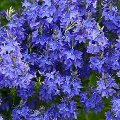 Вероника РОЯЛ БЛЮ большая в Мозыре