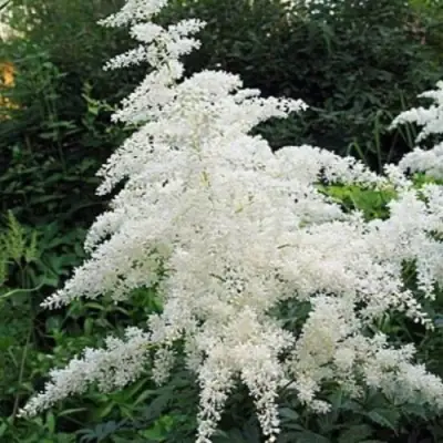 Астильба БРАУТШЛЕЙЕР Арендса в Мозыре