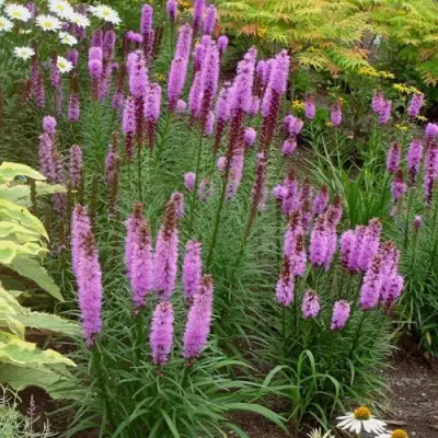 Лиатрис РОЗЕА колосковая в Мозыре