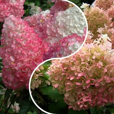 Комплект МАЛИНОВЫЙ ЗАКАТ в Мозыре