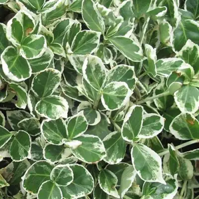 Бересклет ЭМЕРАЛЬД ГАИТИ форчуна  в Мозыре