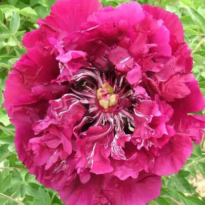 Пион ПУРПУРНЫЙ ОКЕАН древовидный в Мозыре