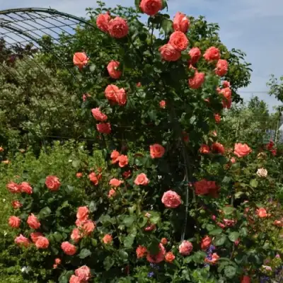 Роза ДИ ДИ БРИДЖУОТЕР плетистая в Мозыре