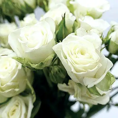 Роза СНОУФЛЕЙК спрей в Мозыре