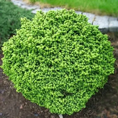 Ель ЛИТЛ ДЖЕМ обыкновенная в Мозыре