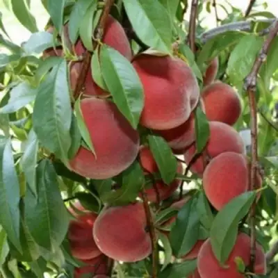 Персик ЮБИЛЕЙ СТОЛИЦЫ колонновидный в Мозыре