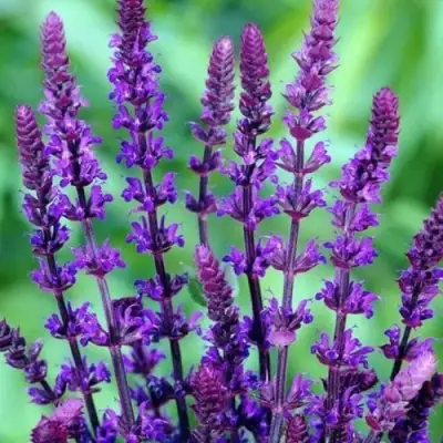 Шалфей КАРАДОНА в Мозыре