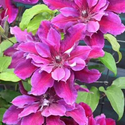 Клематис МАЙ БЬЮТИ в Мозыре