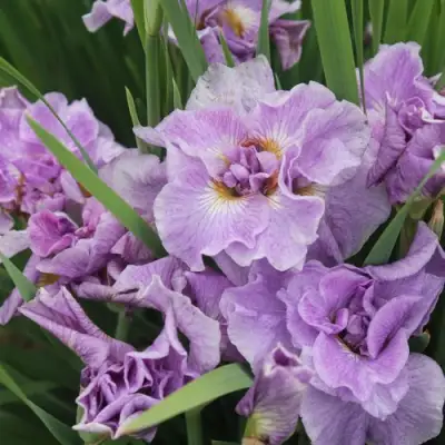 Ирис ХЭВИНГ ФАН сибирский в Мозыре