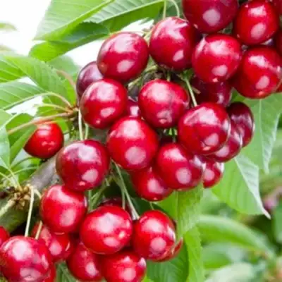 Вишня МАЛЮТКА колонновидная в Мозыре