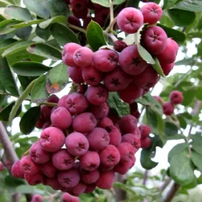 Рябина ТИТАН сладкоплодная  в Мозыре