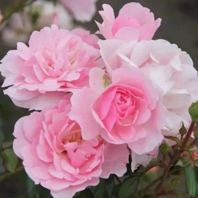 Роза БОНИКА флорибунда в Мозыре