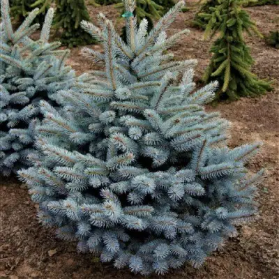 Ель МИСТИ БЛЮ голубая в Мозыре