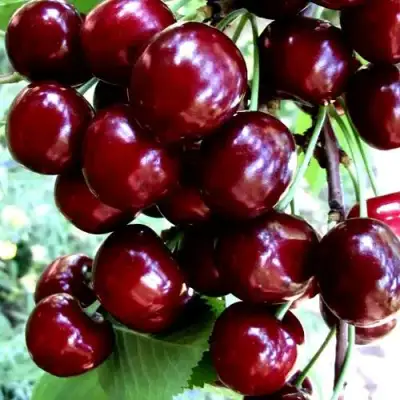 Черешня ОЛЕНЬКА в Мозыре