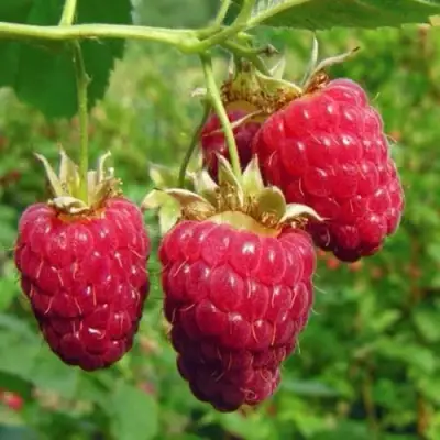 Малина ГОРДОСТЬ РОССИИ в Мозыре