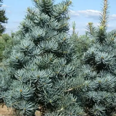 Пихта КОНКОЛОР в Мозыре