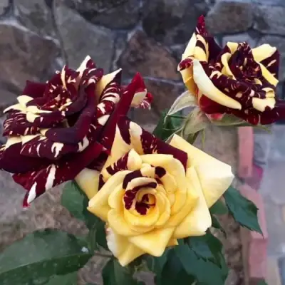 Роза АБРАКАДАБРА чайно-гибридная в Мозыре