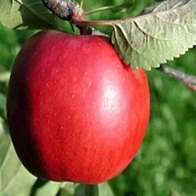 Яблоня РЕДФРИ в Мозыре