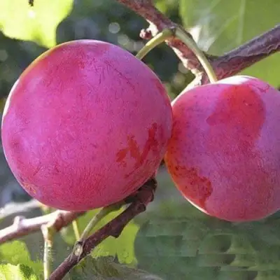 Слива ДЕЛИКАТНАЯ в Мозыре