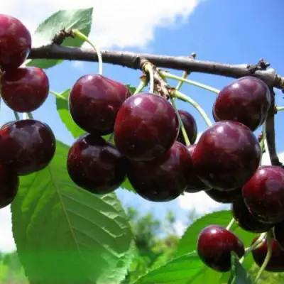 Дюк ЧУДО-ВИШНЯ в Мозыре