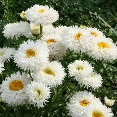 Нивяник КРЕЙЗИ ДЕЙЗИ наибольший в Мозыре